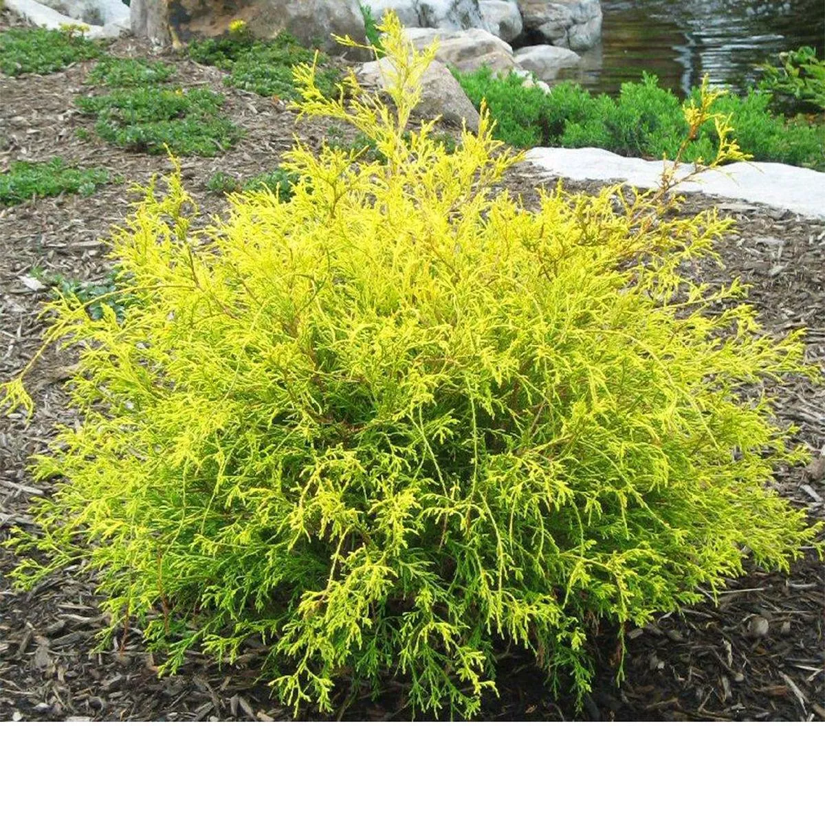Mops Golden Threadleaf Japanese False Cypress # 2 Container