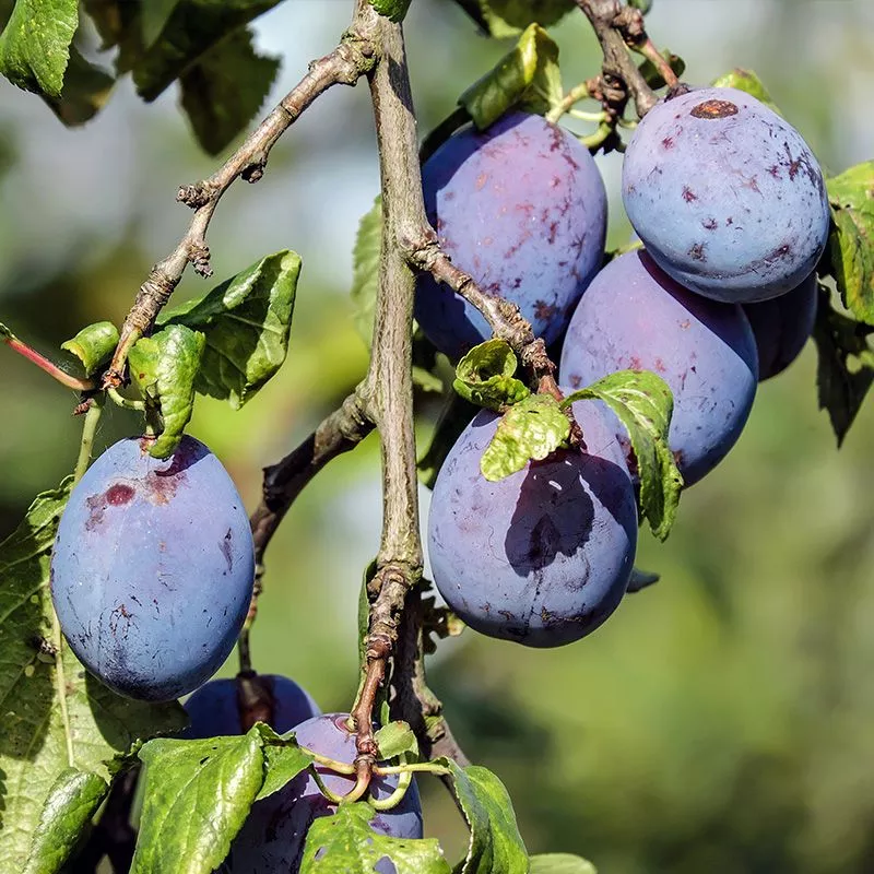 Mount Royal Plum Tree