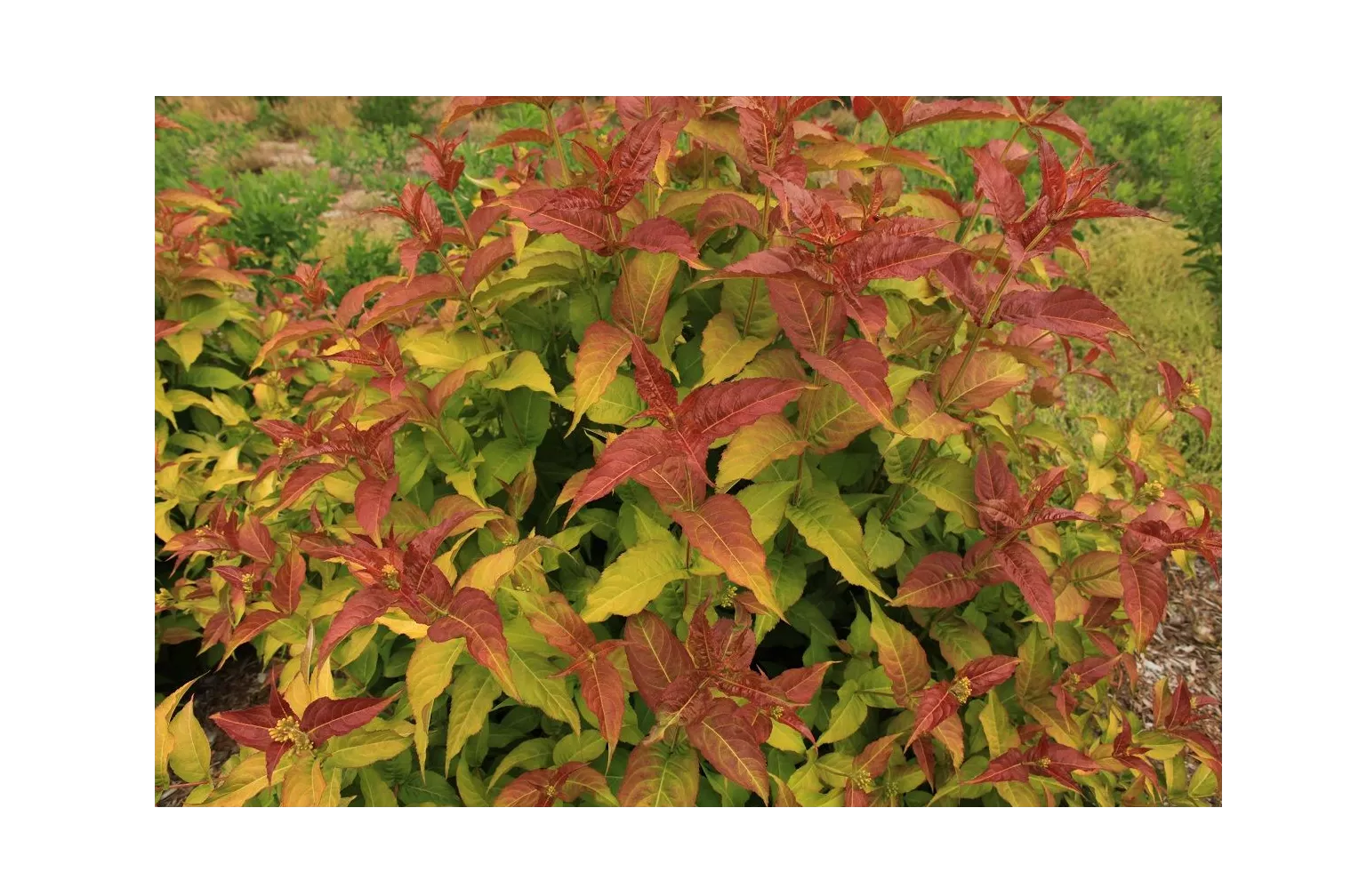 Mountaineer Calico Red Honeysuckle