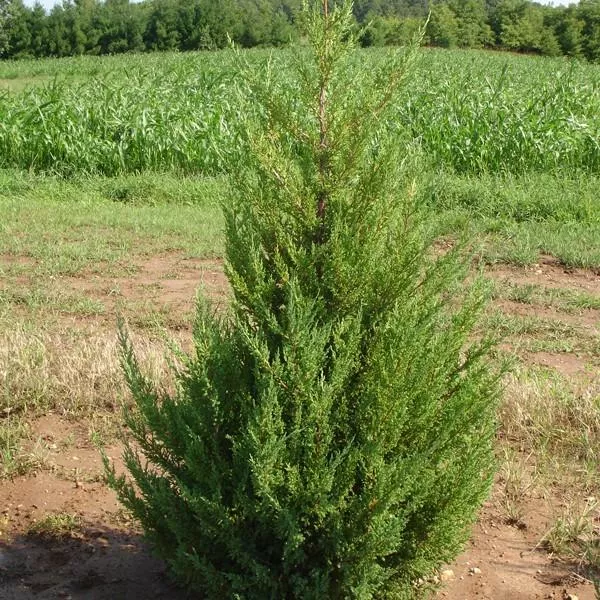 Mountbatten Juniper Tree