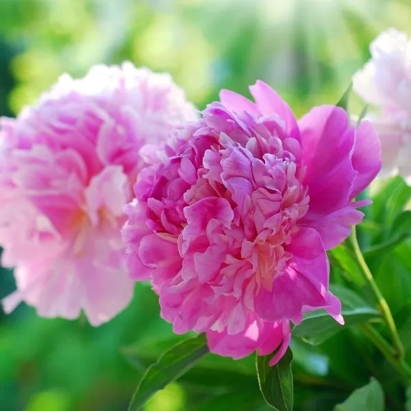 Mr. Ed Peony – #2 Container