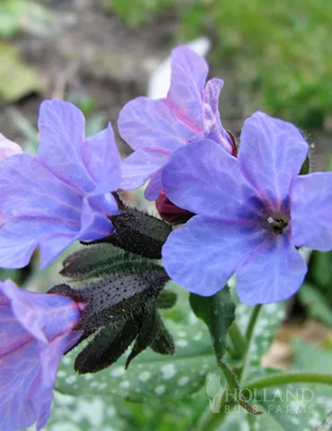 Mrs. Moon Lungwort