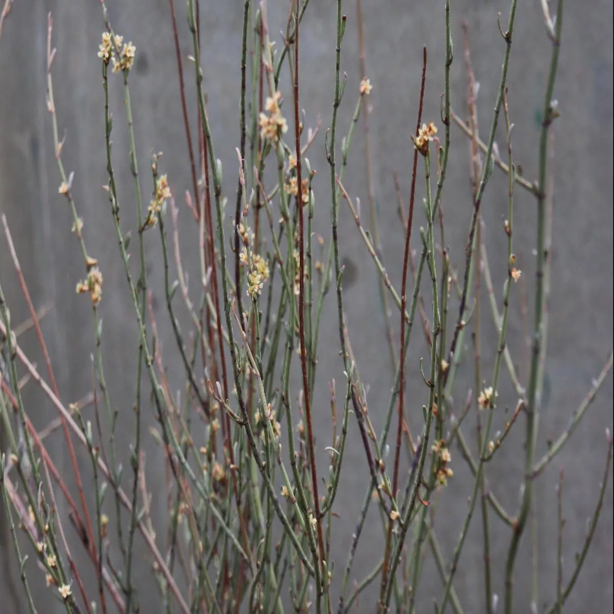 Muehlenbeckia ephedroides