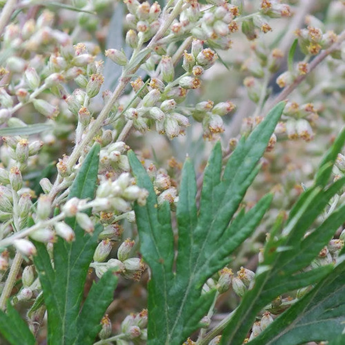 Mugwort seeds