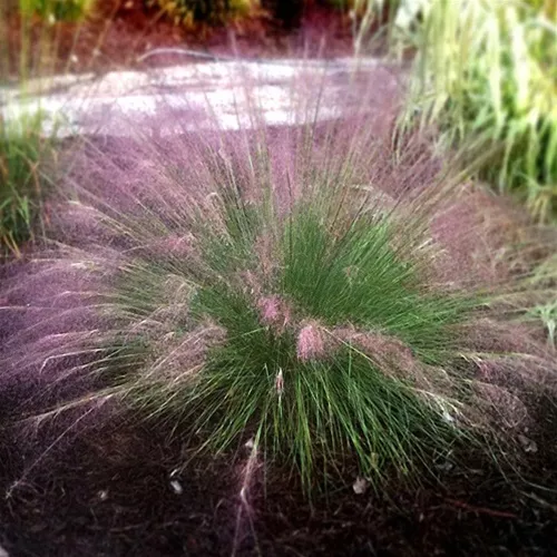 Muhlenbergia capillaris ‘Fast Forward’