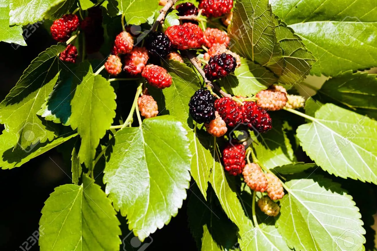 Mulberry (Early Bird)