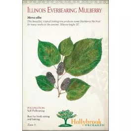 Mulberry Red