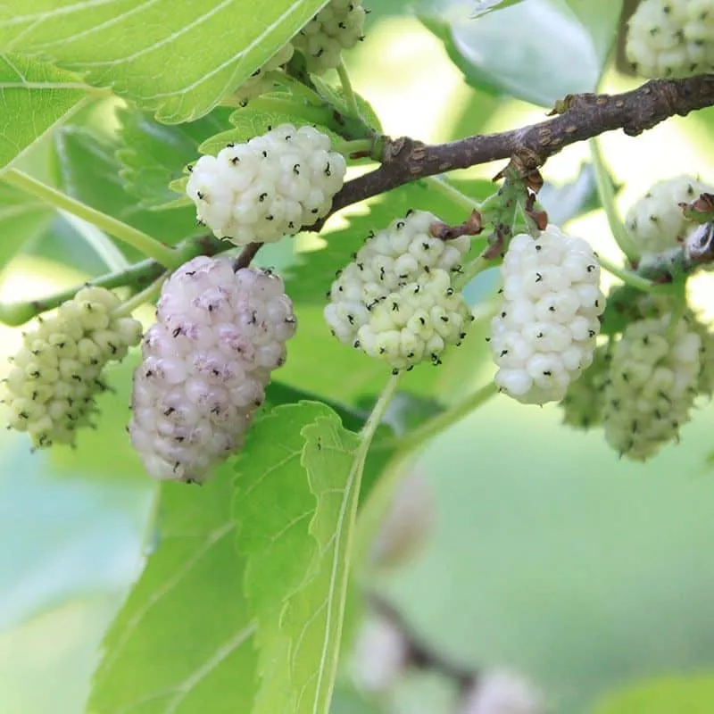 Mulberry (Sweet Lavender)