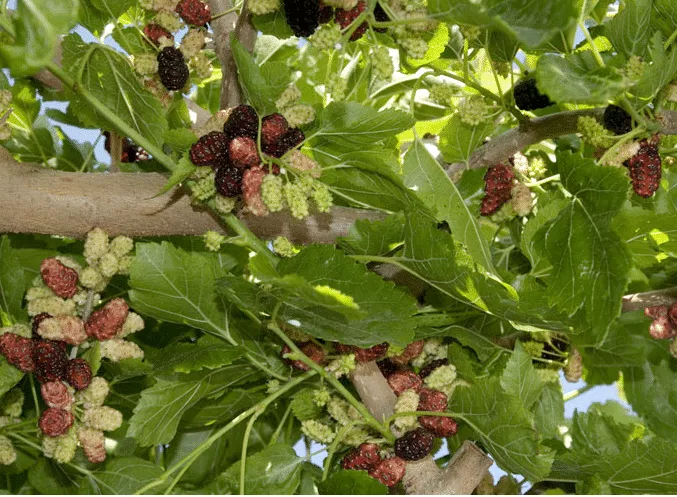 Mulberry (Tea’s weeping)