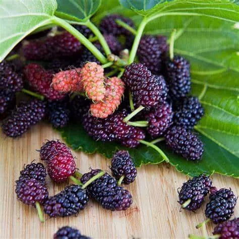 Mulberry Tree (Black Beauty)