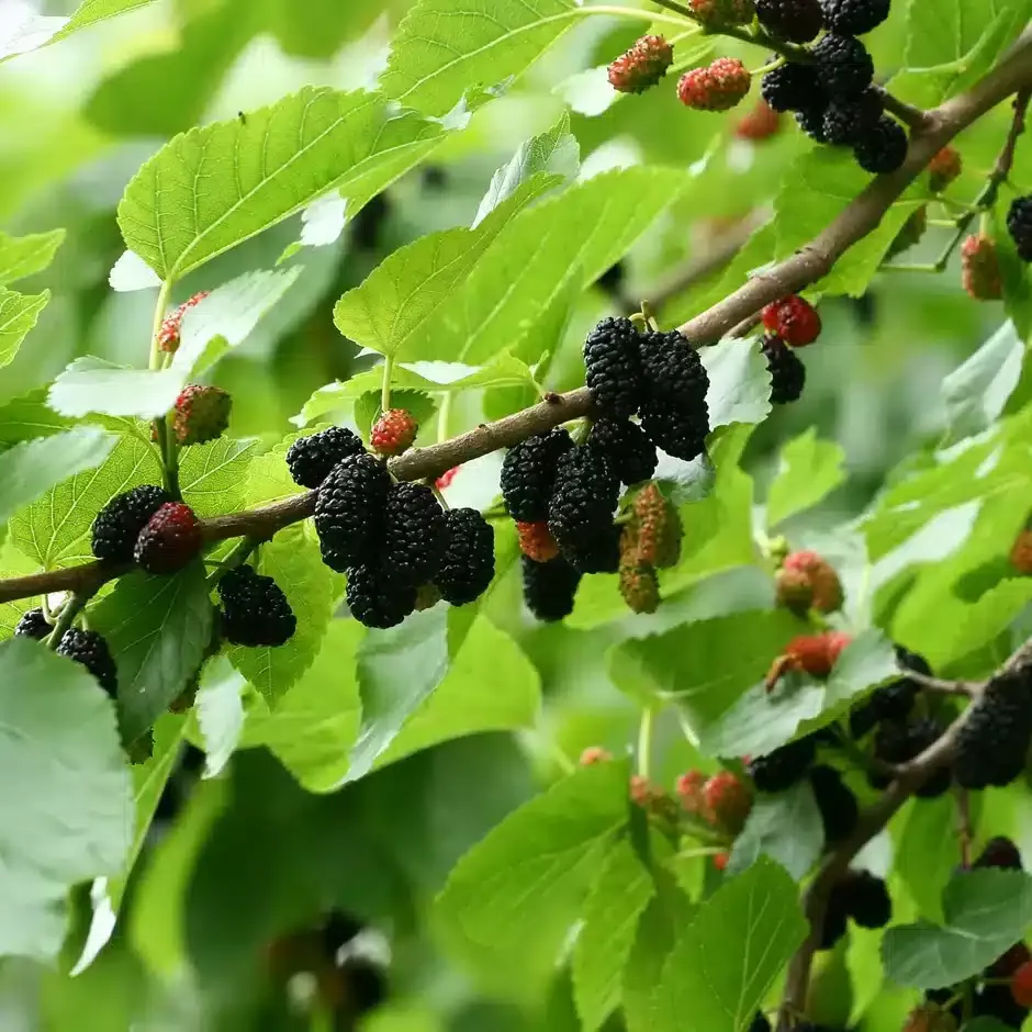 Mulberry (Wellington)
