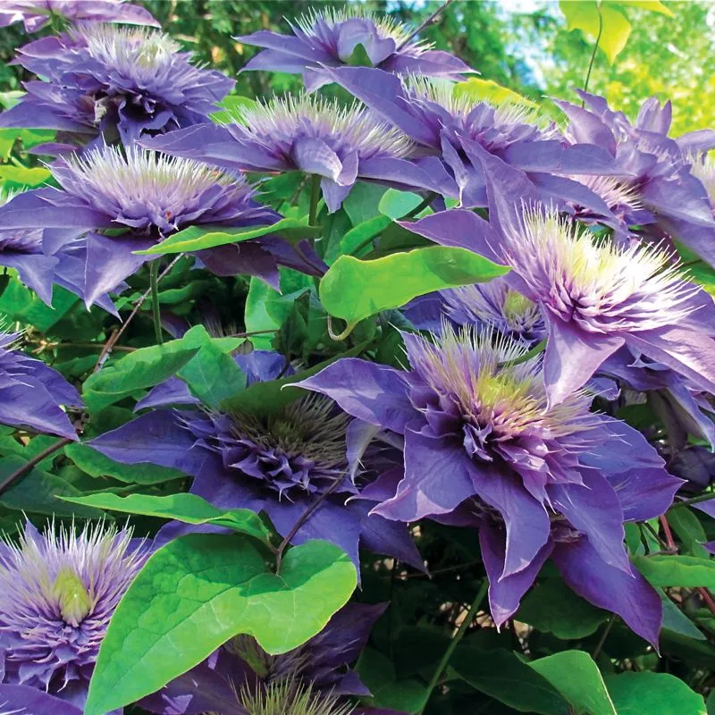 Multi Blue Clematis Plant