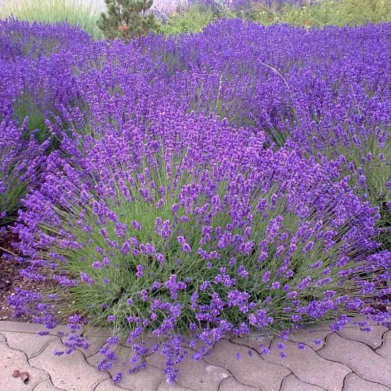Munstead Certified Organic Lavender