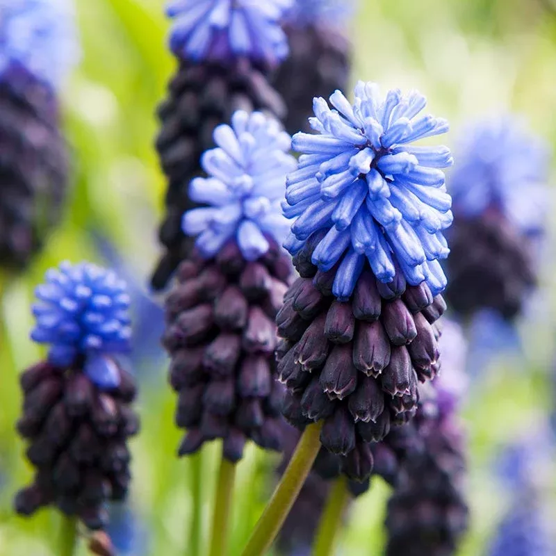 Muscari latifolium
