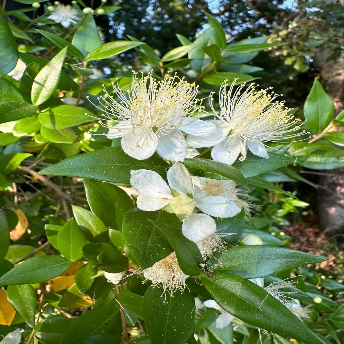 Myrtus communis’Ann McDonald ’