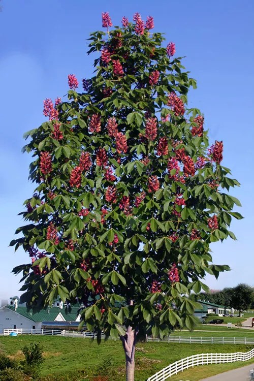 Mystic Ruby Buckeye Tree (Aesculus) - 7 Gallon Pot