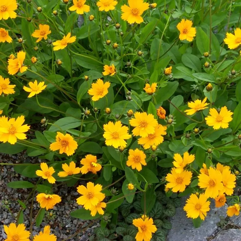 Nana Dwarf Coreopsis (Tickseed)