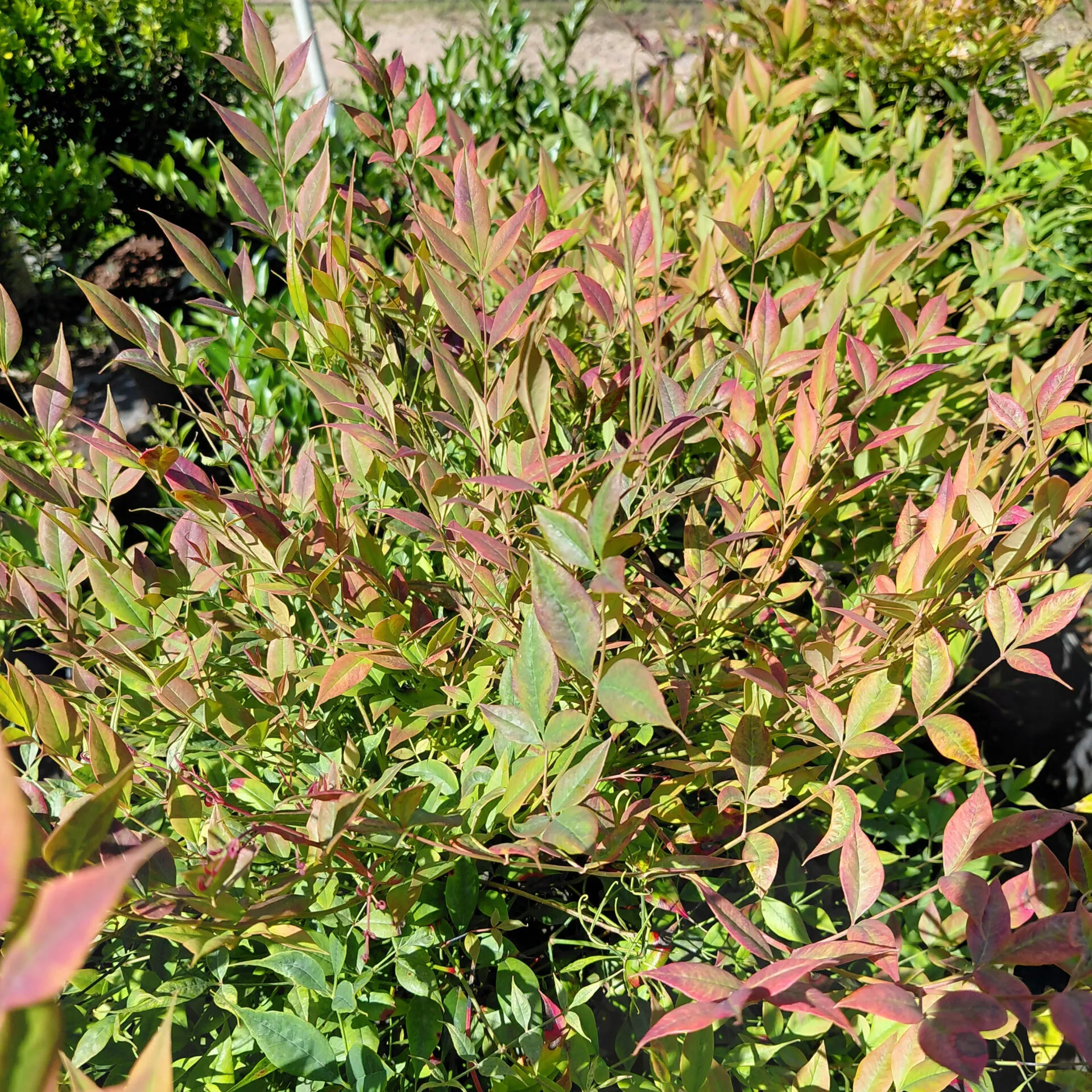 Nandina domestica ‘Alpha Compacta’