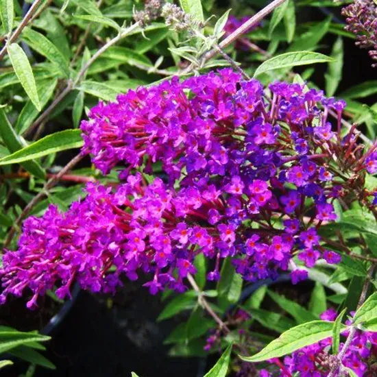 Nanho Purple Butterfly Bush