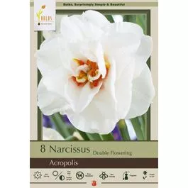 Narcissus Acropolis 8PK