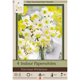 Narcissus Winterspun 4PK