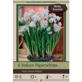 Naricissus Inbal 4PK