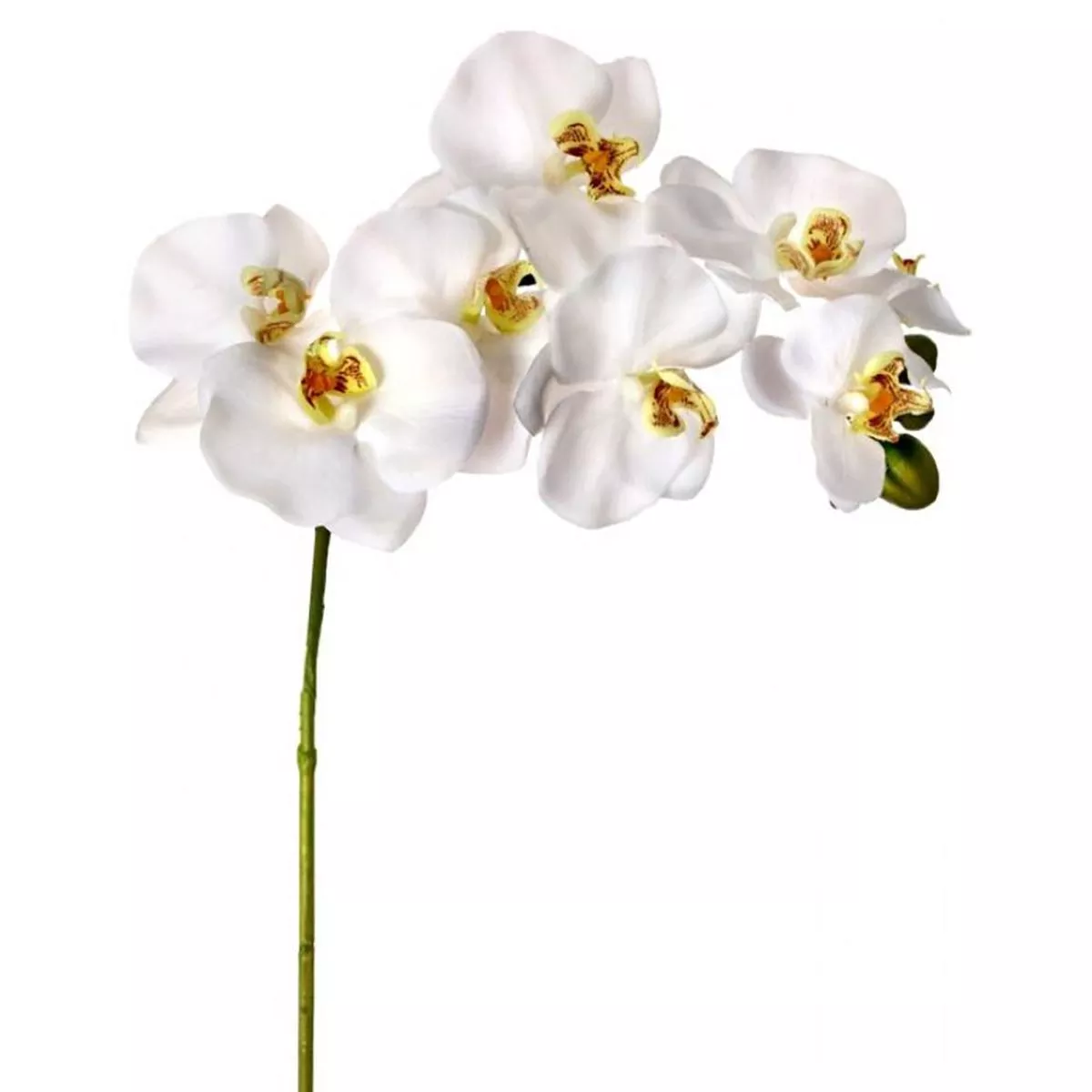 Natural Touch Orchid Stem 34 ” Everlasting