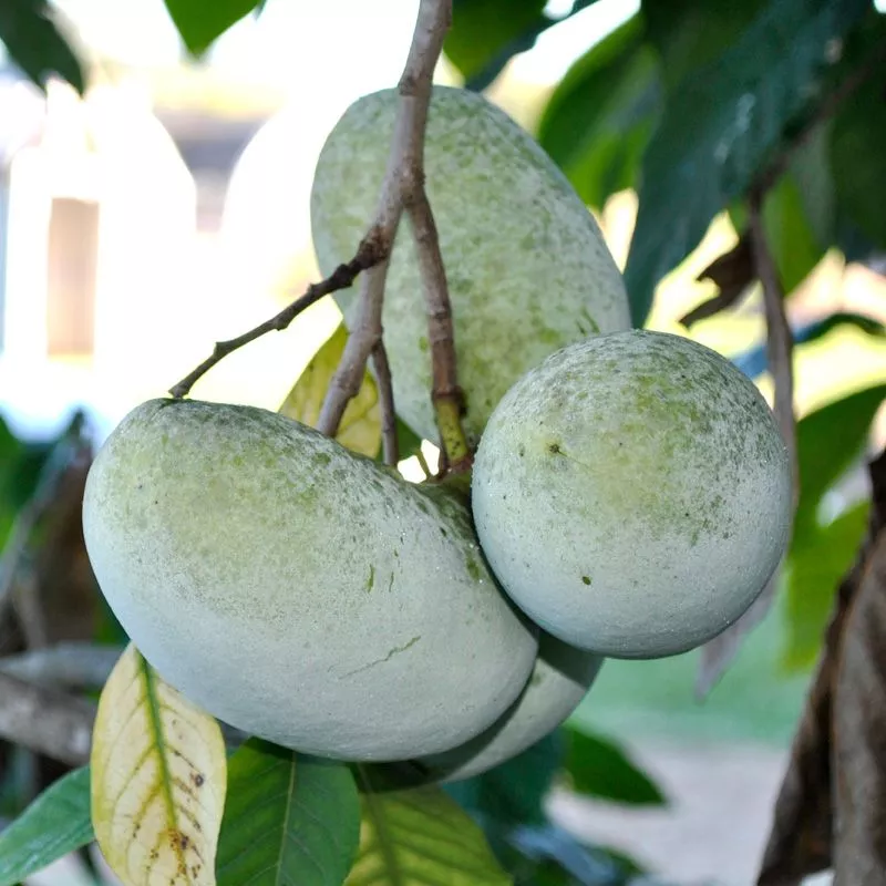 NC-1 Pawpaw Tree
