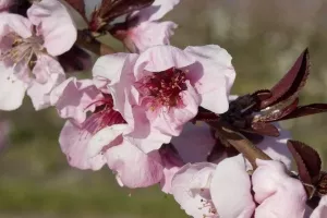 Nectaplum Tree (Spice Zee)