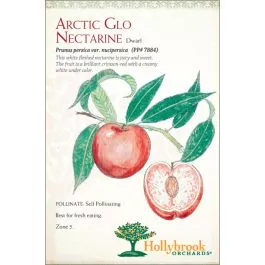 Nectarine Arctic Glo