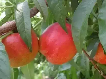 Nectarine (Freckle Face)