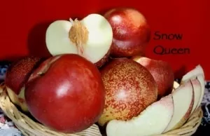 Nectarine Tree (Snow Queen)