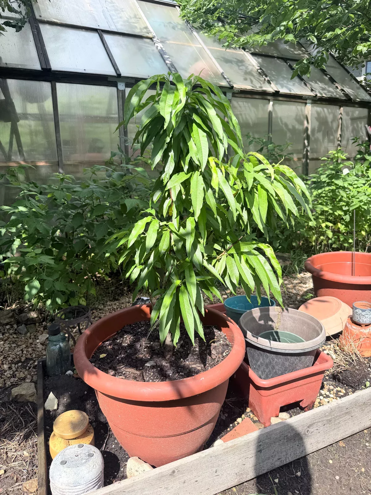 Nectarine Trees