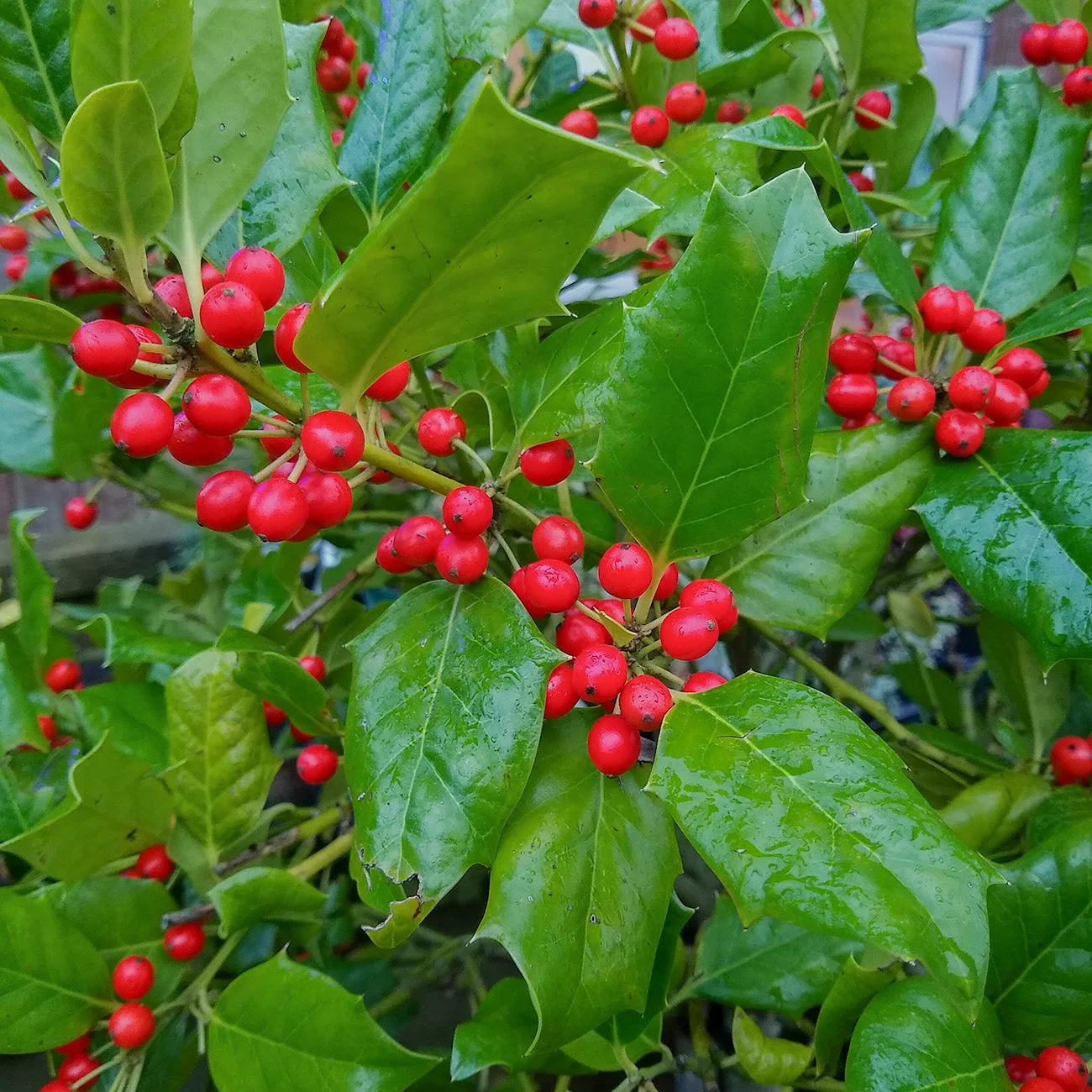 Nellie Stevens Holly – 1 Gallon / Single
