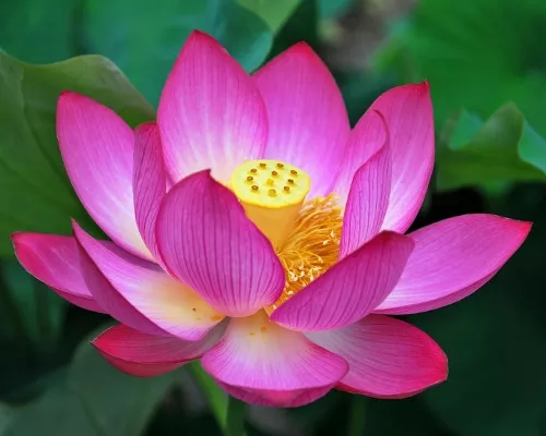 Nelumbo nuciferahybrid
