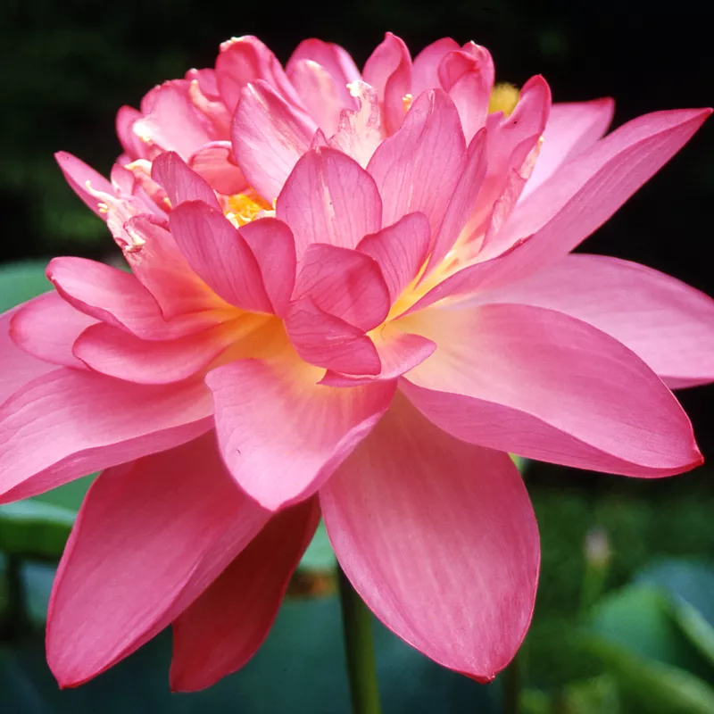 Nelumbo Rosea Plena