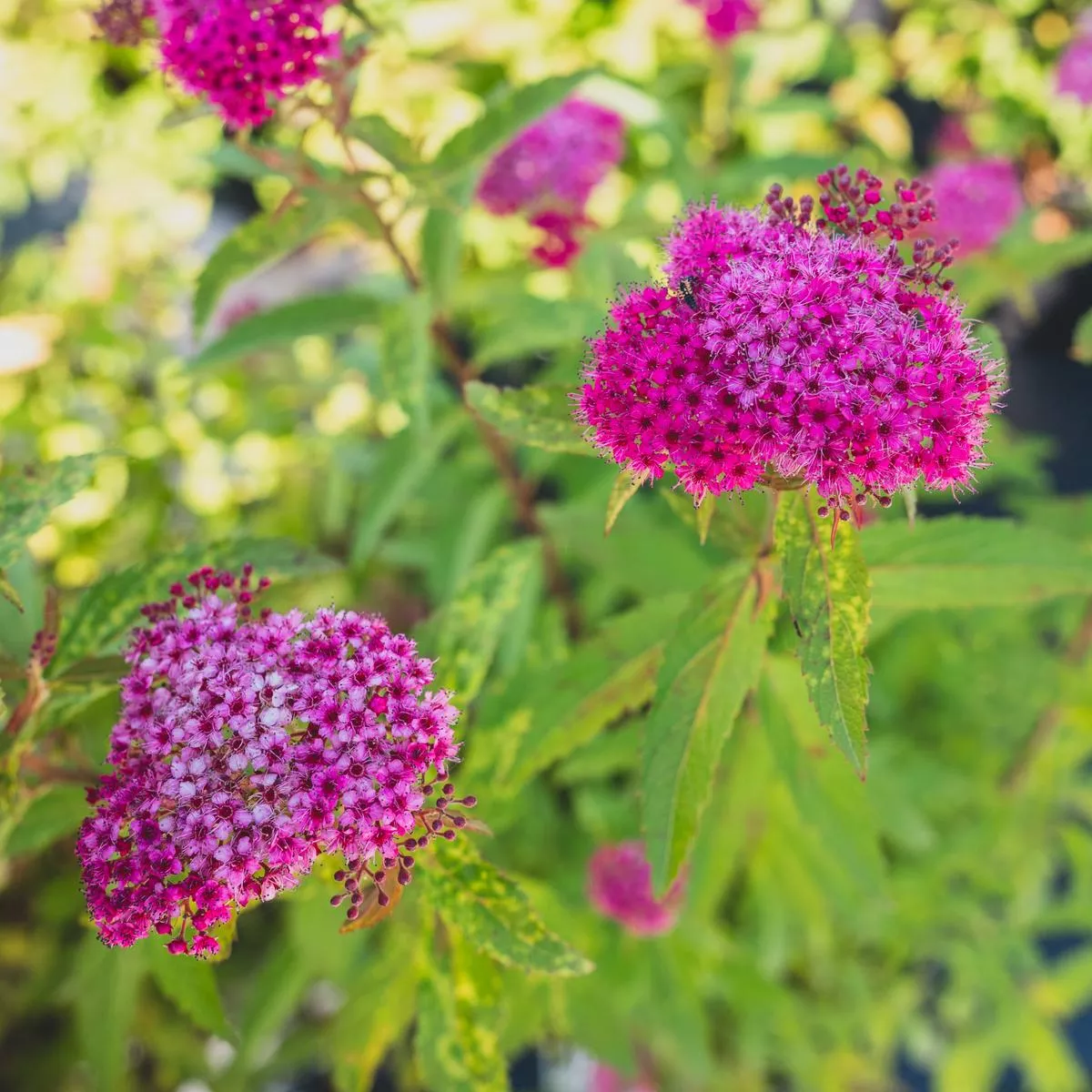 Neon Flash Japanese Spirea# 3 Container