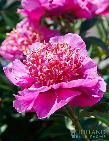 Neon Peony