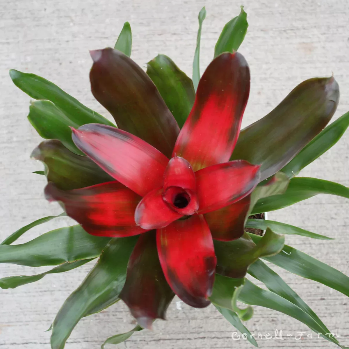 Neoregelia Bromeliad 6in Medusa