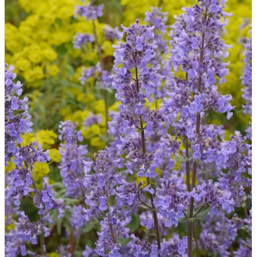 Nepeta grandiflora ‘Summer Magic’