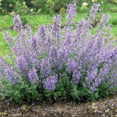 Nepeta x faassenii ‘Novanepjun’ (Junior Walker)