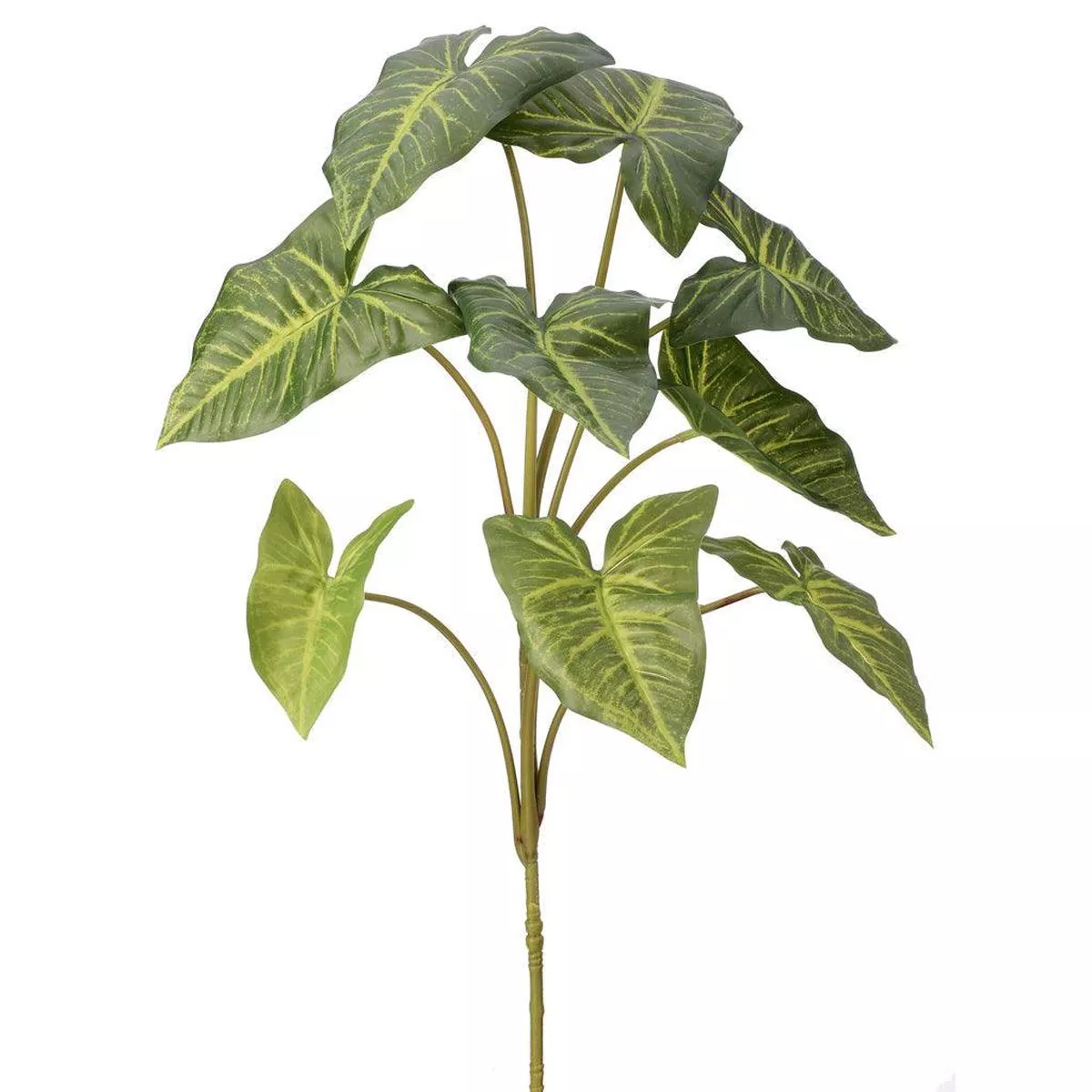 Nephthytis Plant Plug Everlasting 32 ”