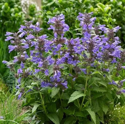 Neptune Nepeta (Catmint)