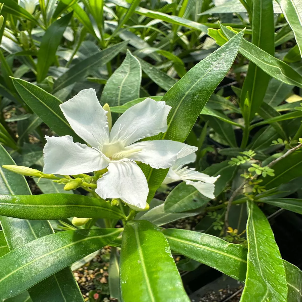 Nerium oleander’Hardy White ’