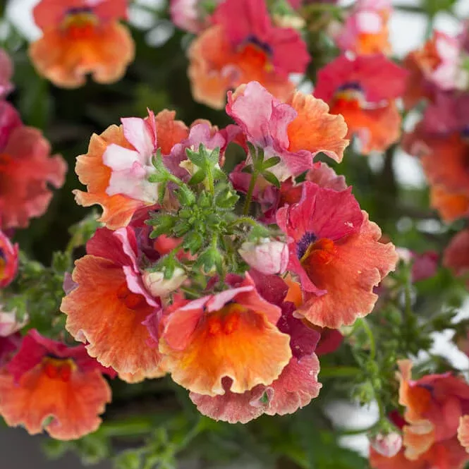 Nesia Tropical Nemesia