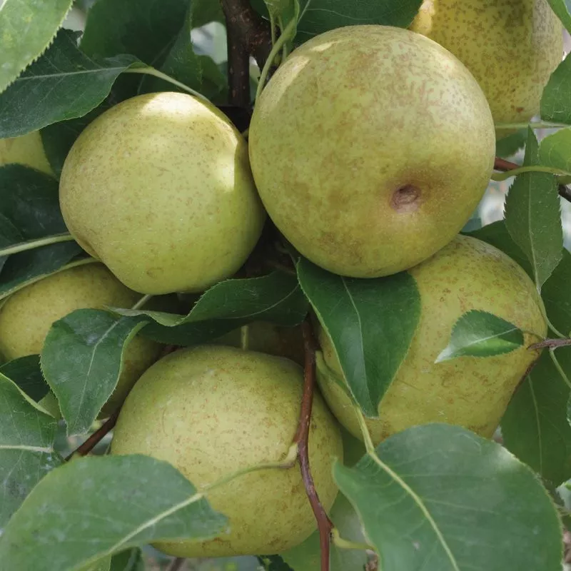 New Century Asian Pear Tree