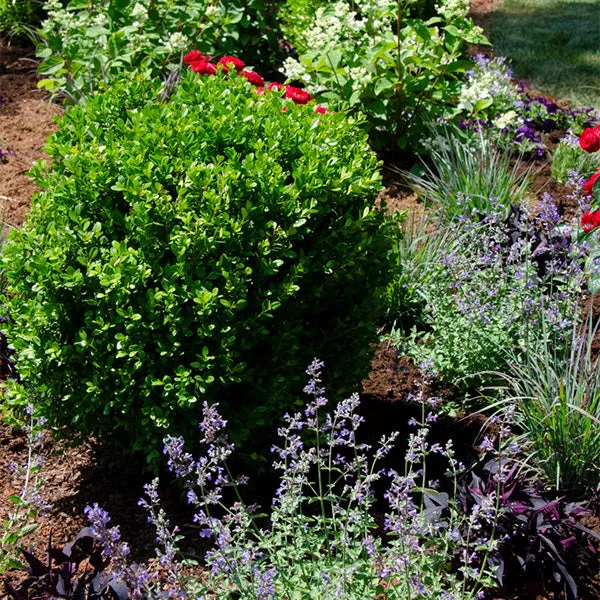 NewGen Freedom Boxwood – #2 Container