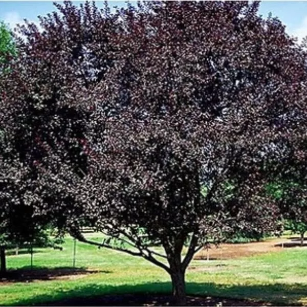 Newport Flowering Plum Tree