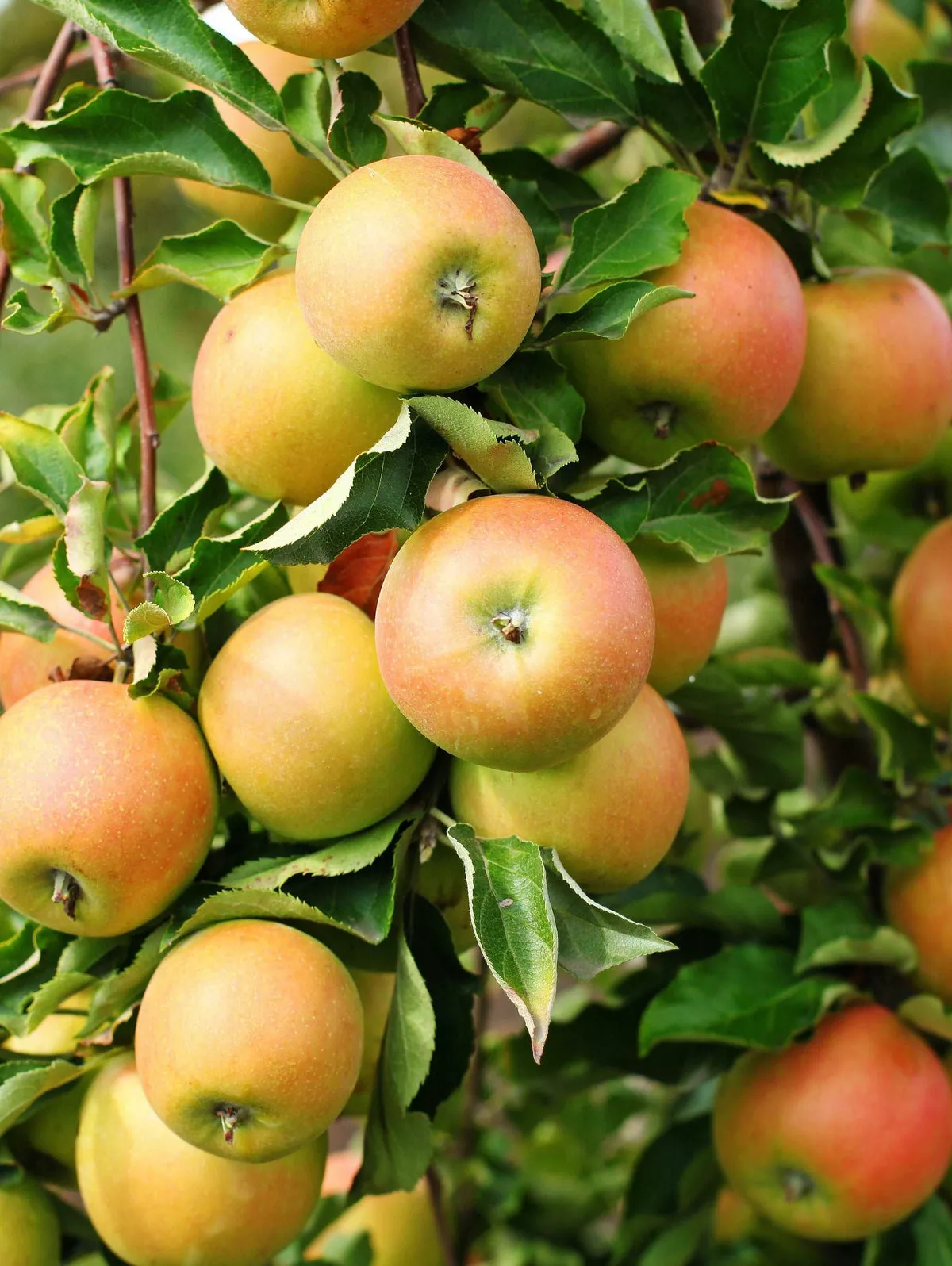 Newtown Pippin Apple – Dwarf (4′-5′)