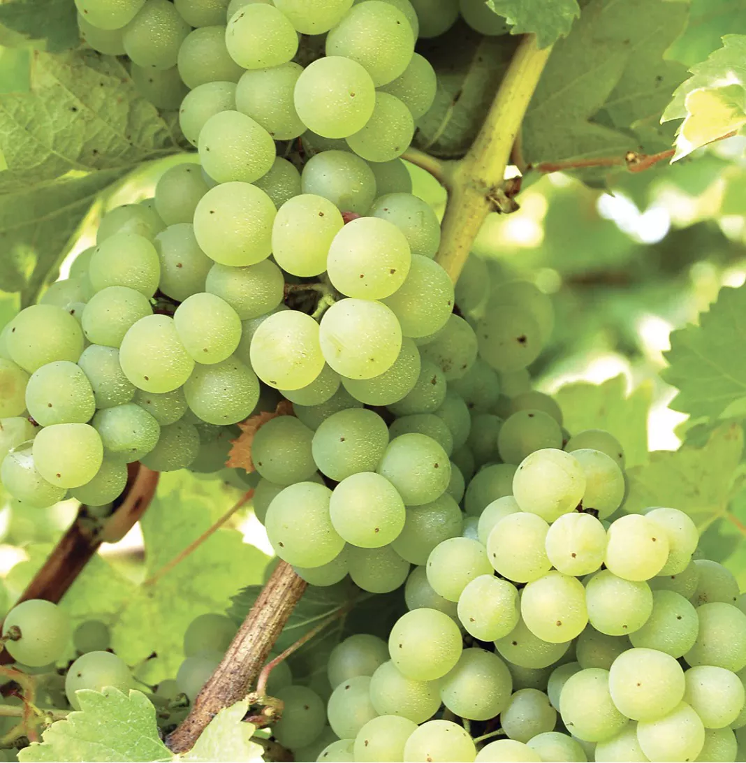 Niagara Grape (bareroot)
